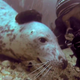 Illustration for article titled A happy wild seal gets a belly rub, poses with diver for selfie